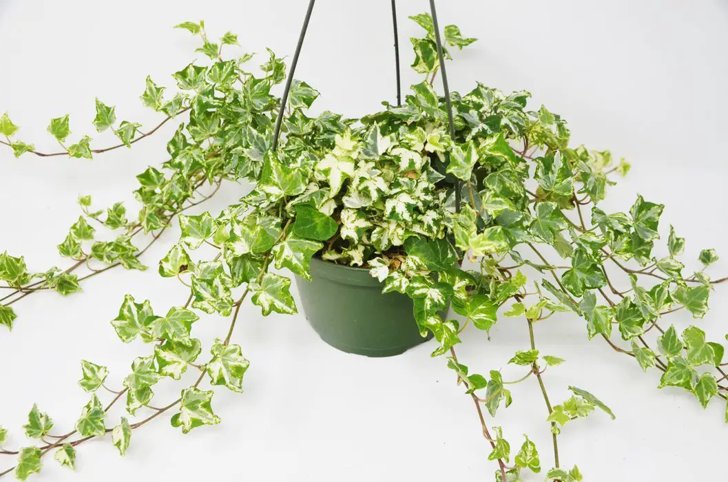 poisonous houseplants to dogs
