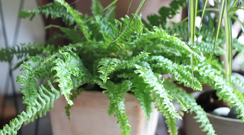 bracken fern| Indoor Fern care
