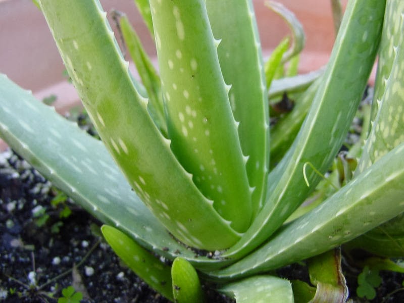 how do you take care of aloe plant
