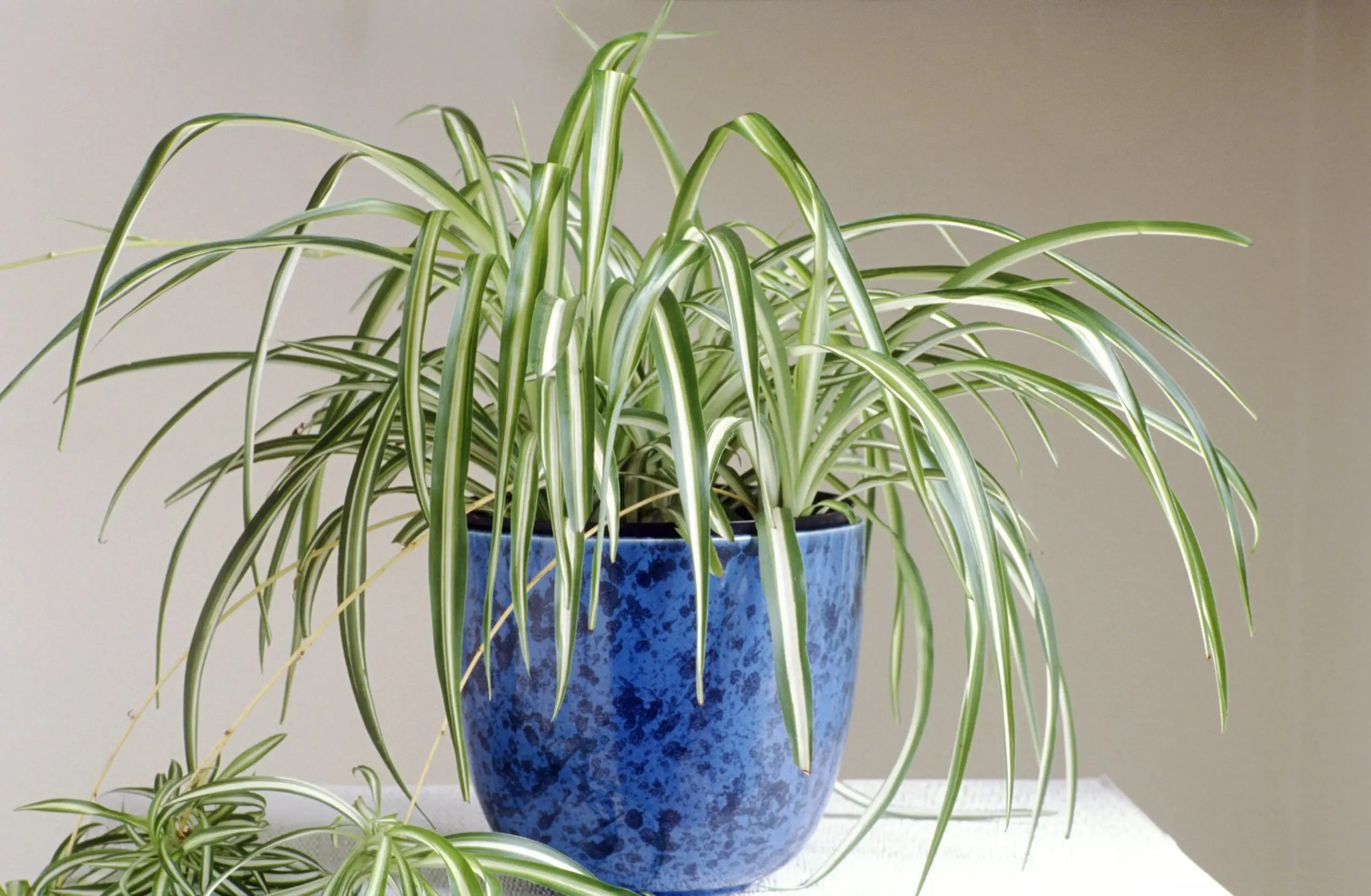 Airplane Plant Care: Ultimate Indoor Growing Guiding 5 plant care spider plant