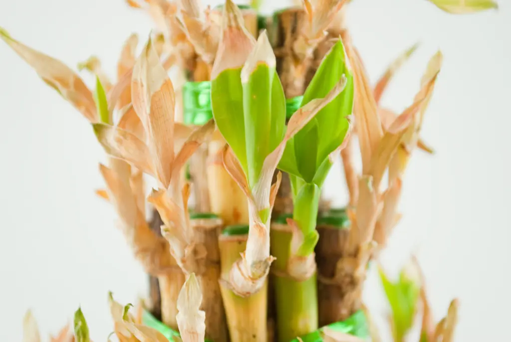 why is lucky bamboo turning yellow
