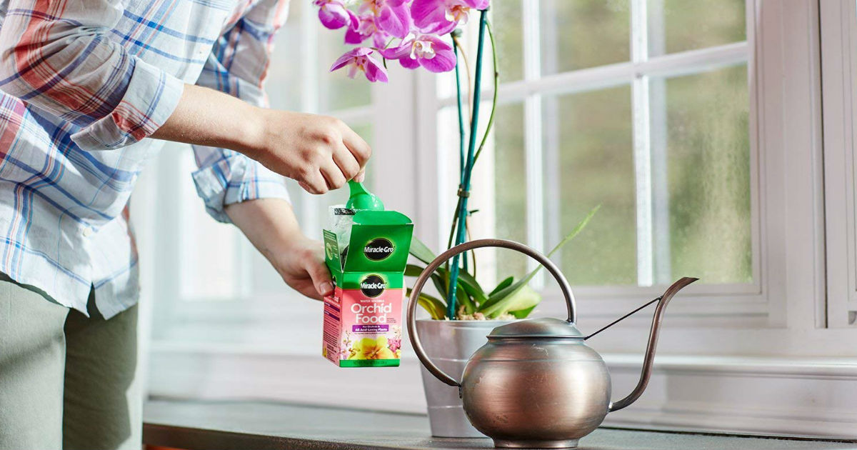 how to take care of orchids
