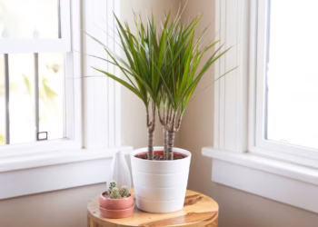 Dragontree Care