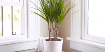 Dragontree Care