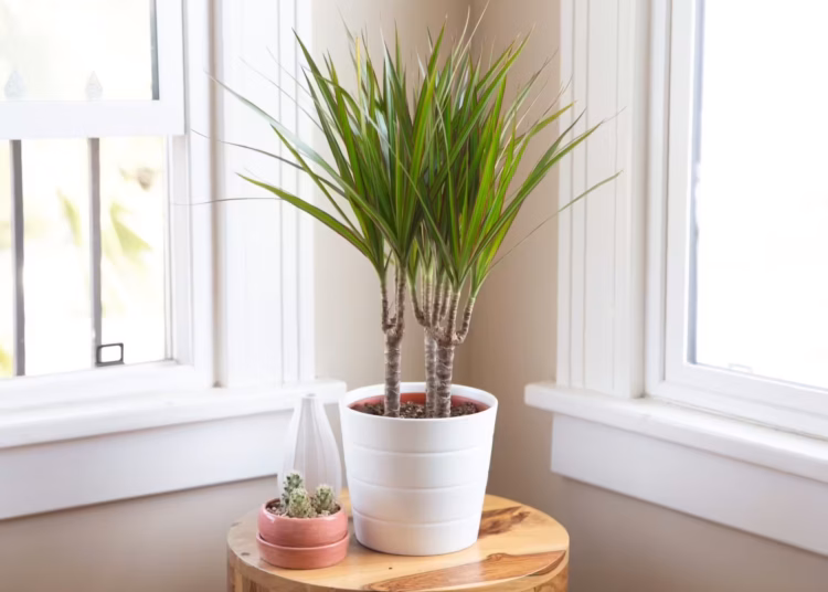 Dragontree Care