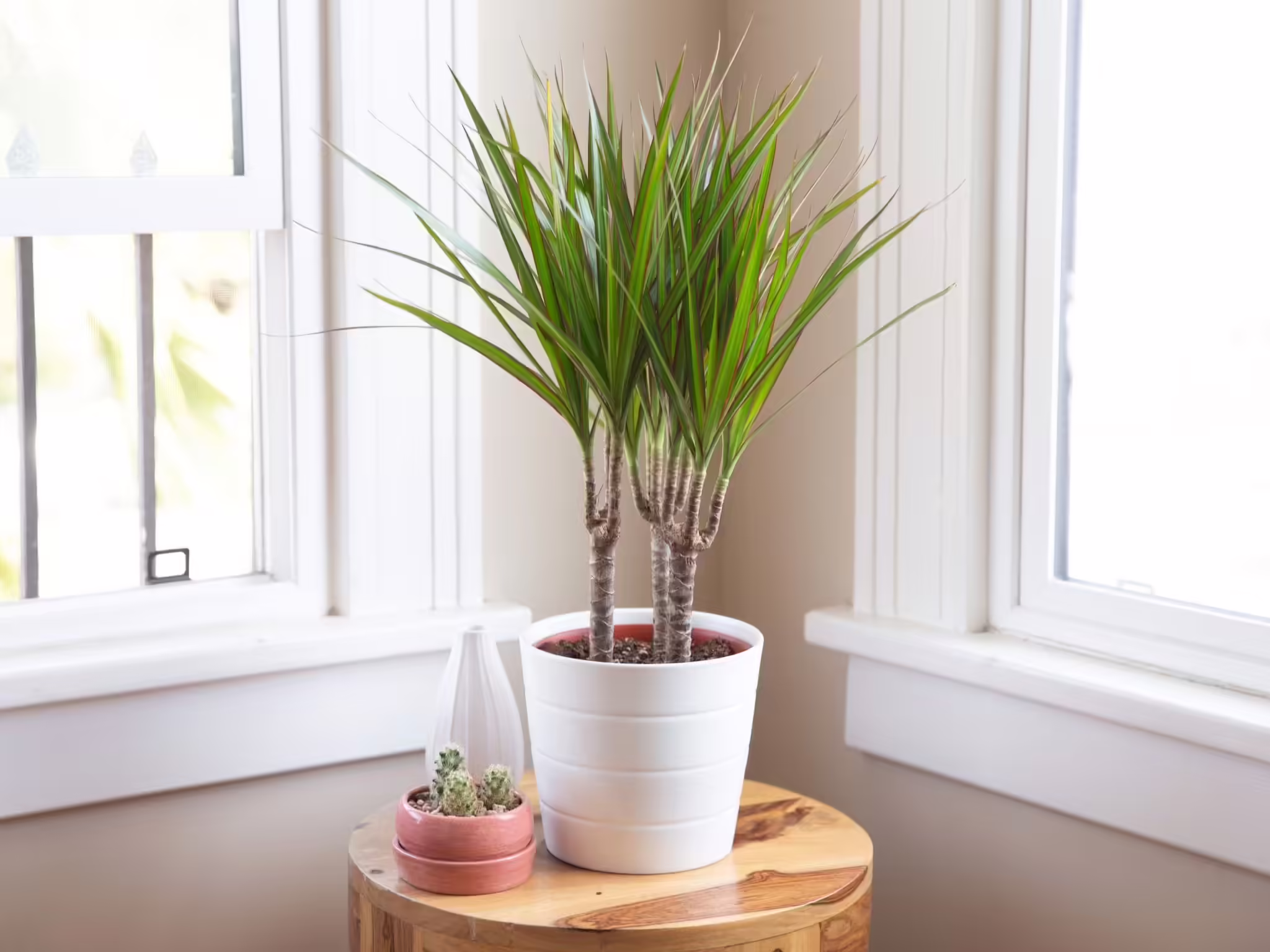 Dragontree Care