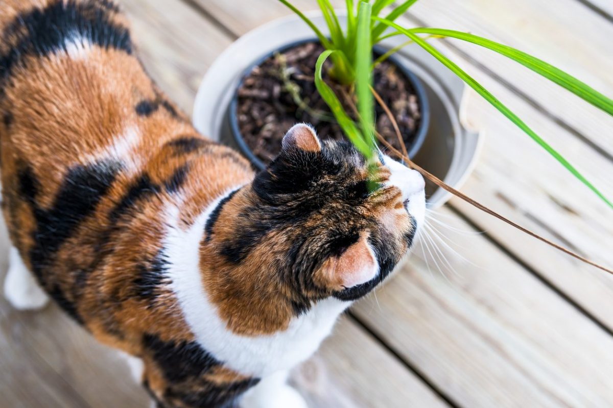 dracaena and cats
