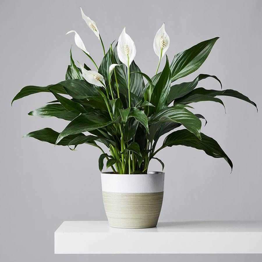 Pace Lily Care