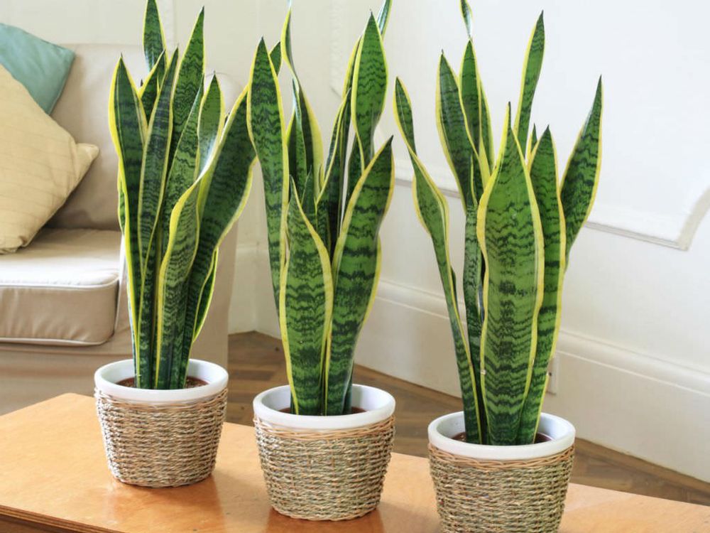houseplants toxic to dogs
