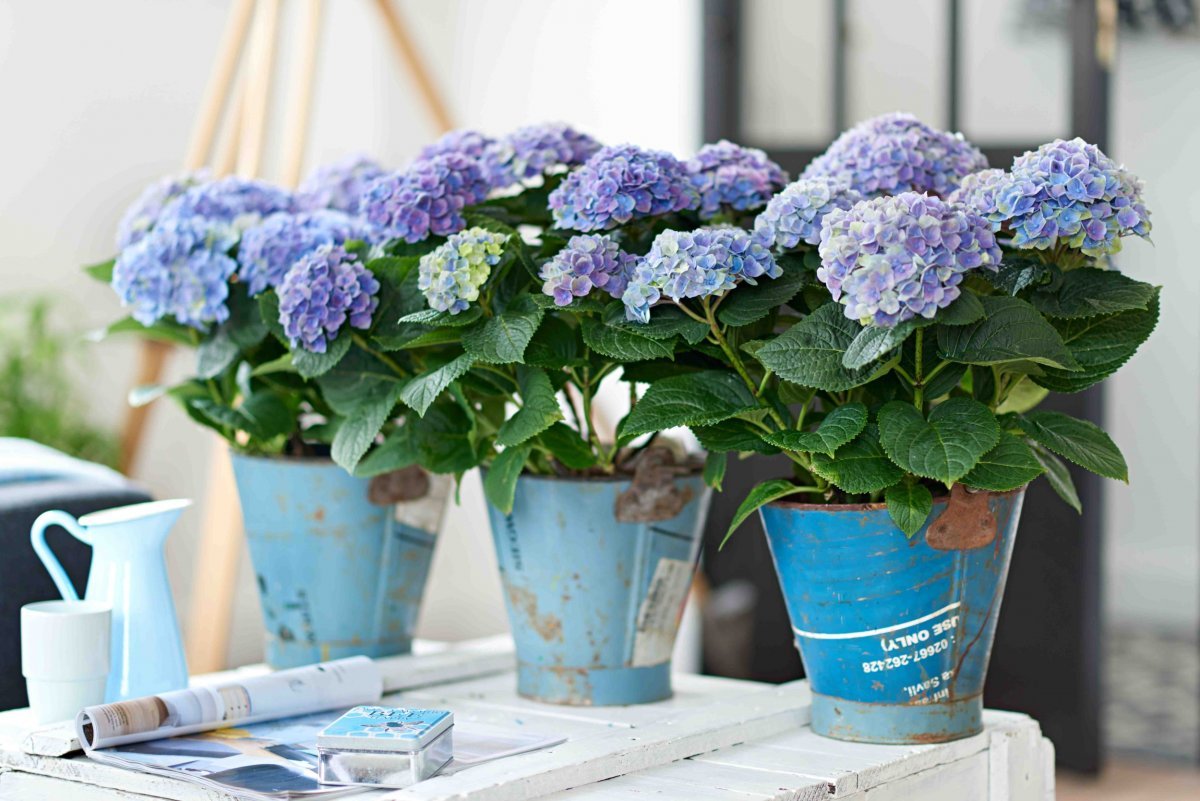 hydrangea care

