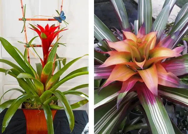 growing bromeliads in the ground
