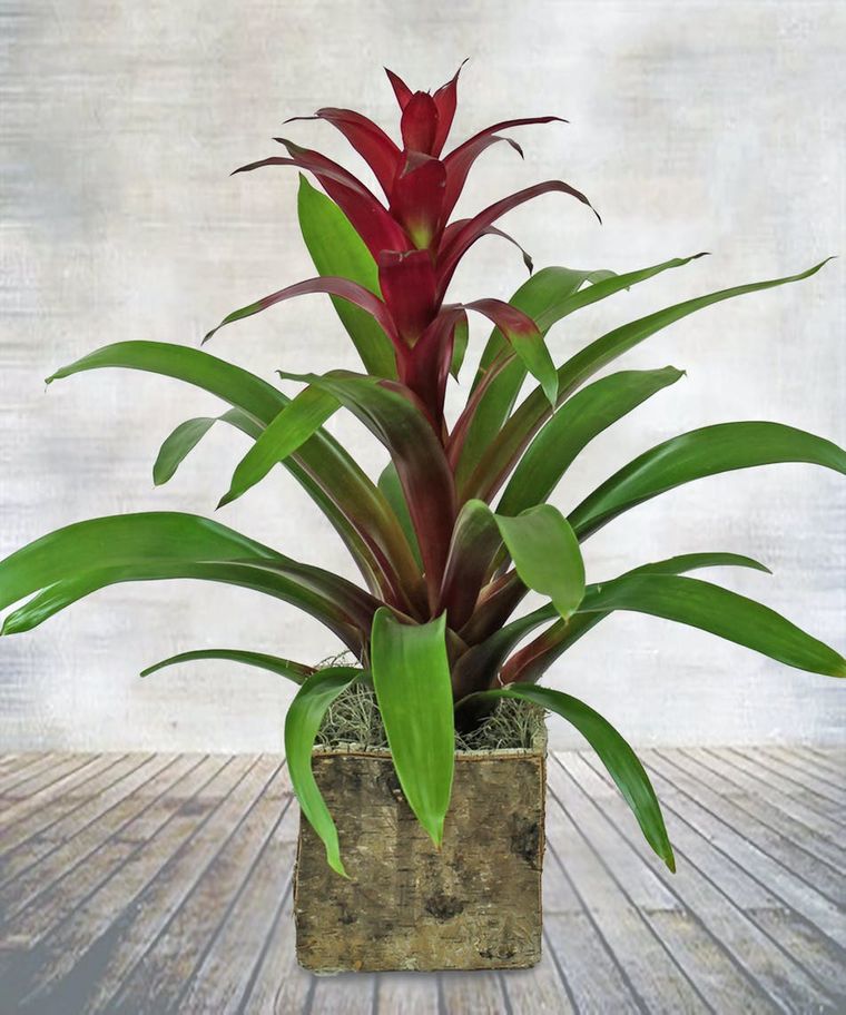 bromeliad plant care instructions
