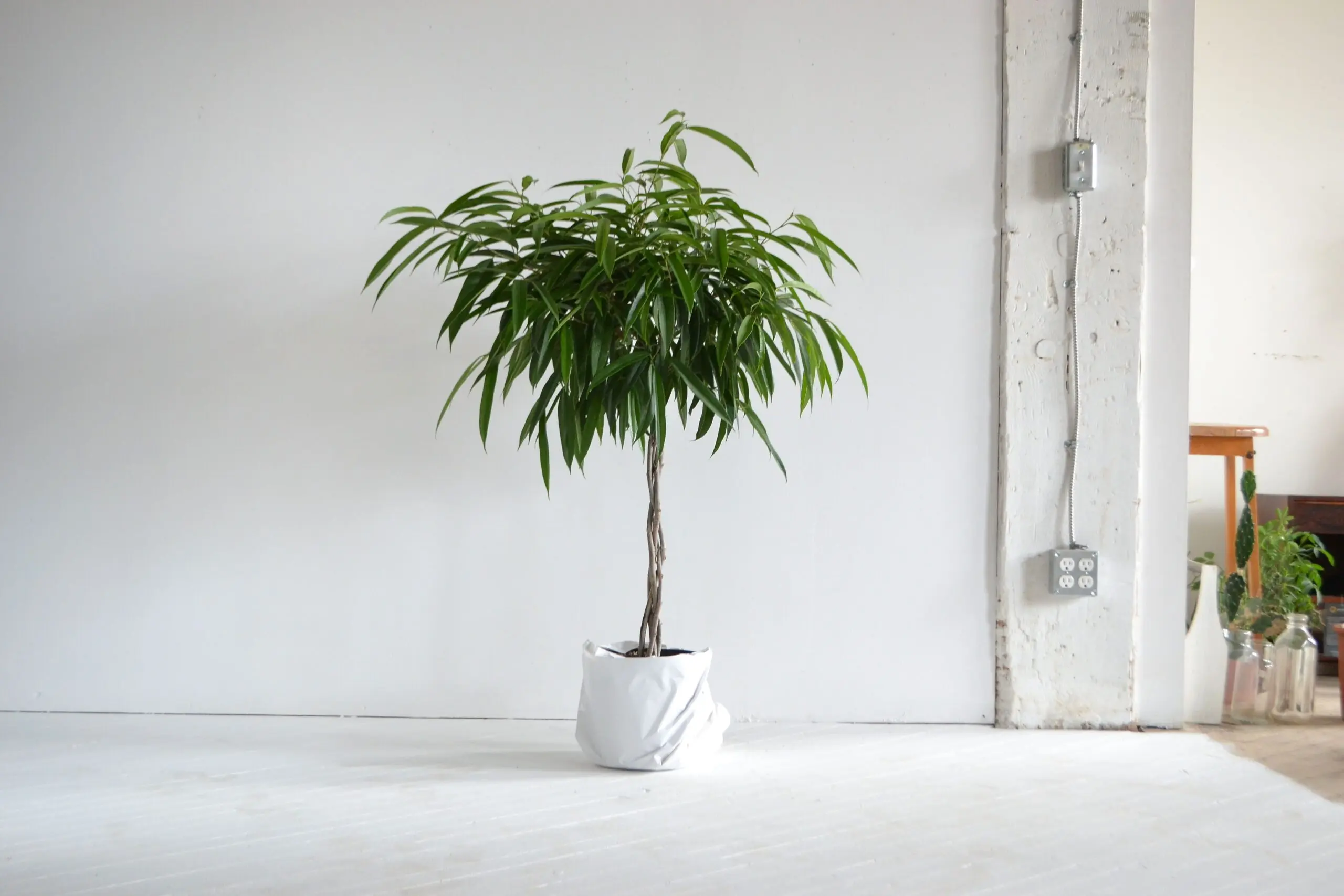 Ficus Alii Plant Care
