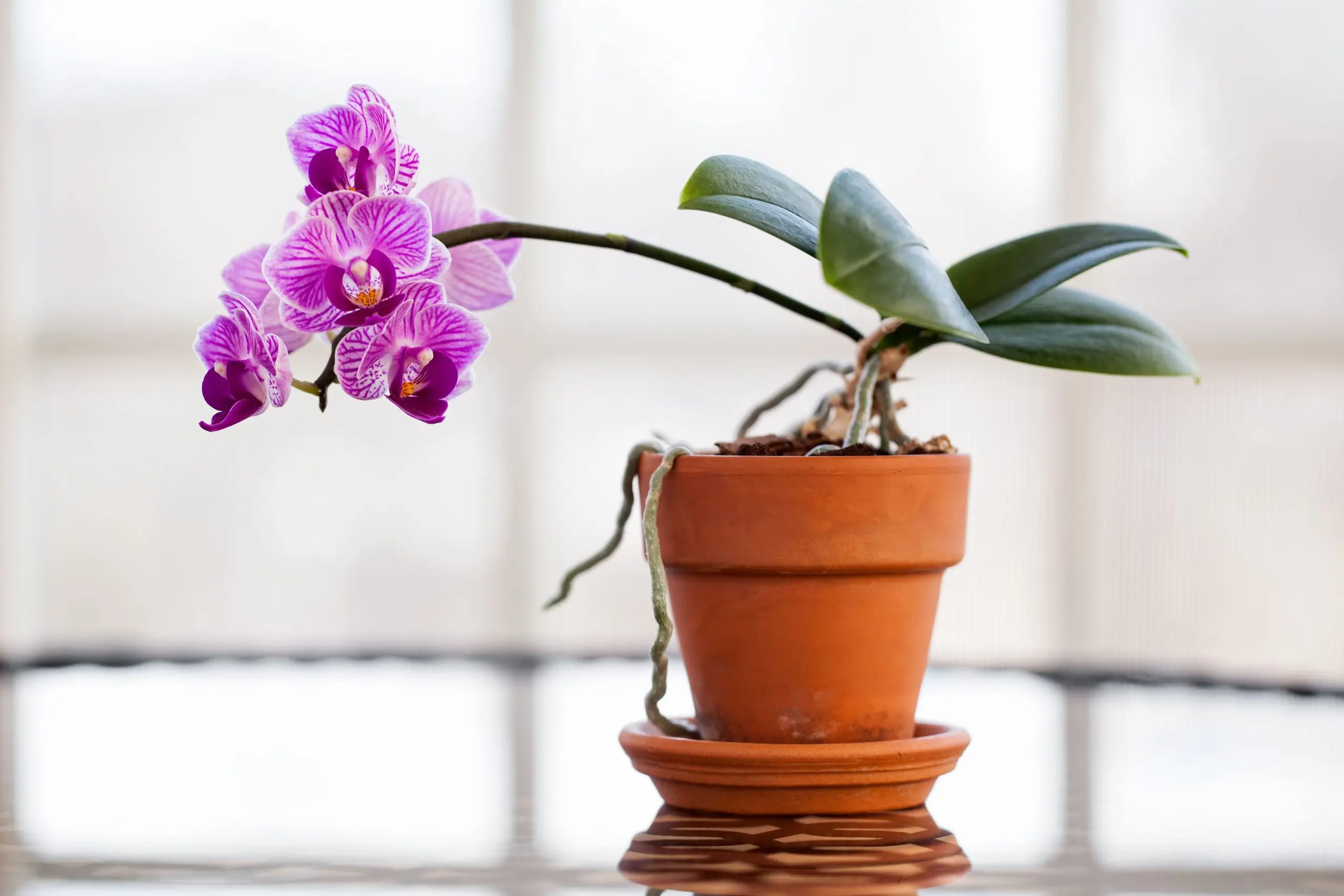 how do you take care of an orchid
