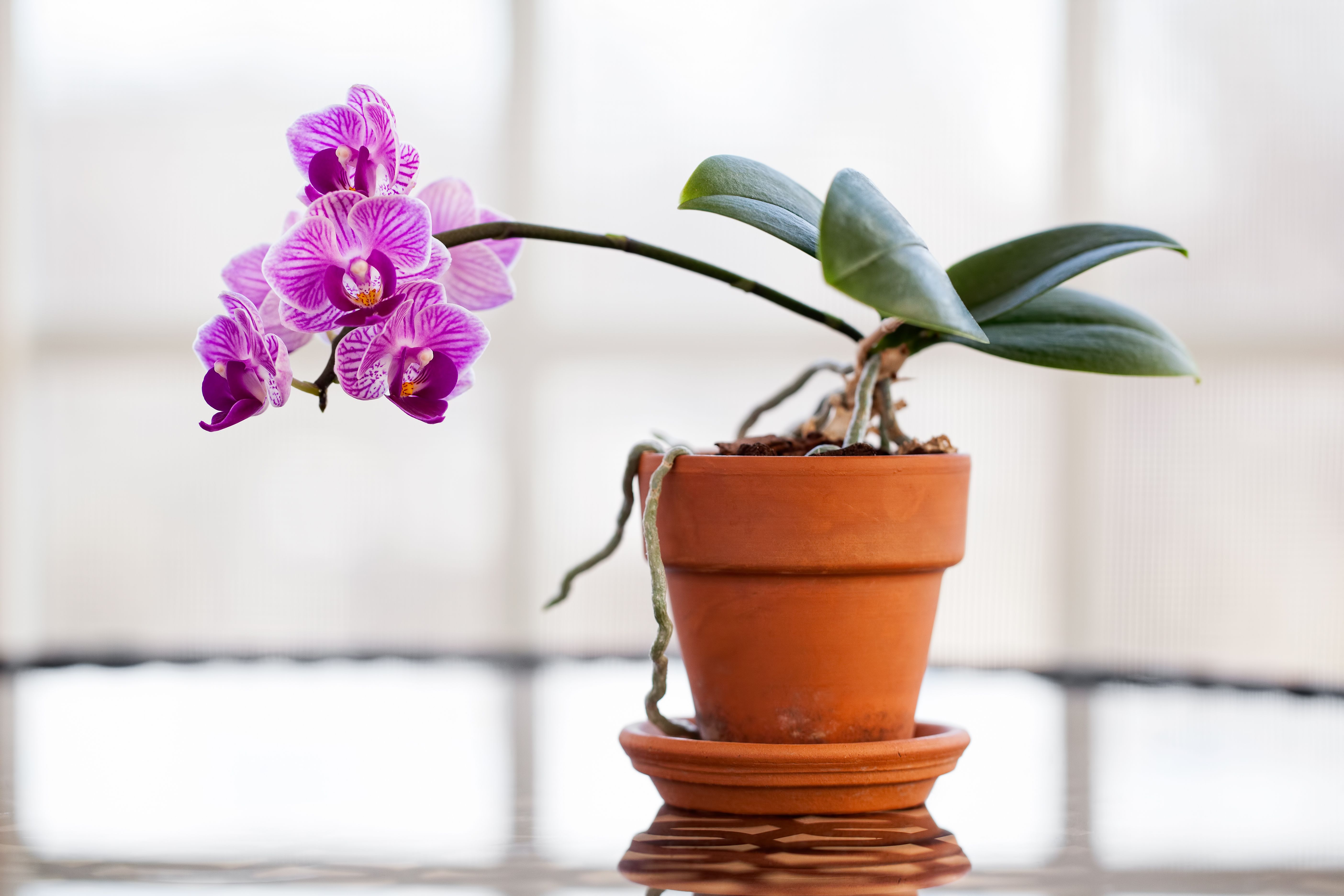 how do you take care of an orchid
