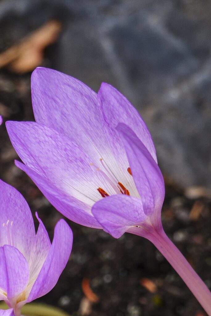Autumn Crocus| deadly house plants for cats
