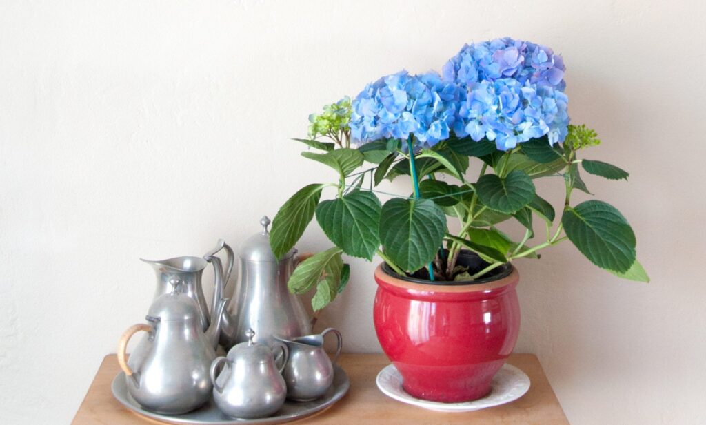 how to look after a hydrangea
