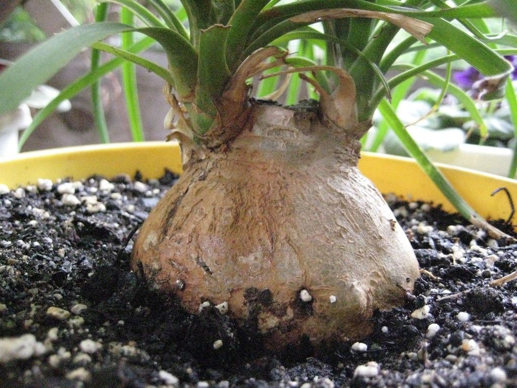 how to propagate a ponytail palm
