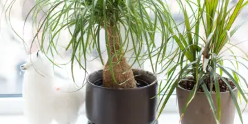 Ponytail Palm Care