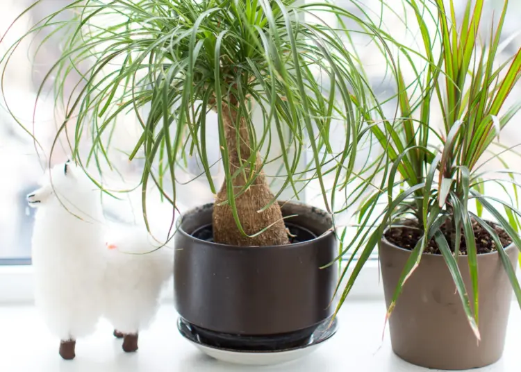 Ponytail Palm Care