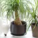 Ponytail Palm Care