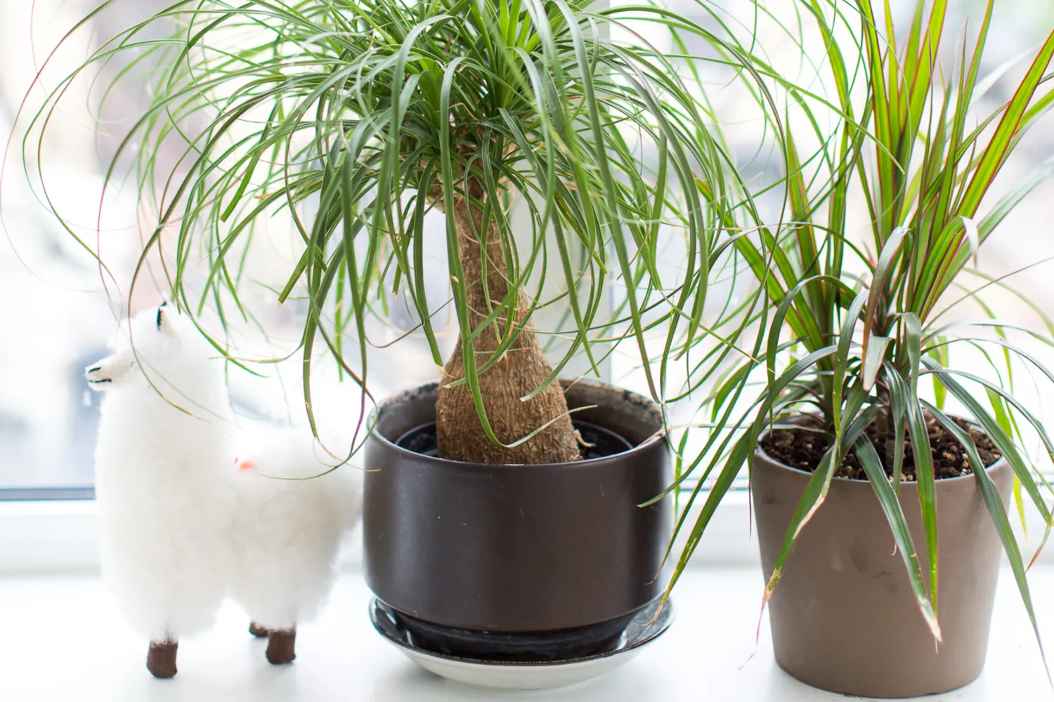 Ponytail Palm Care