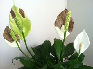 peace lily with brown leaves
