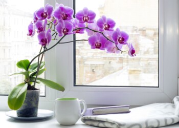 How Do You Take Care of an Orchid