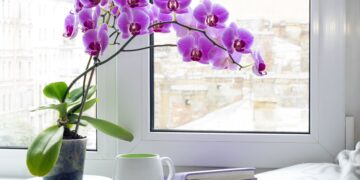 How Do You Take Care of an Orchid