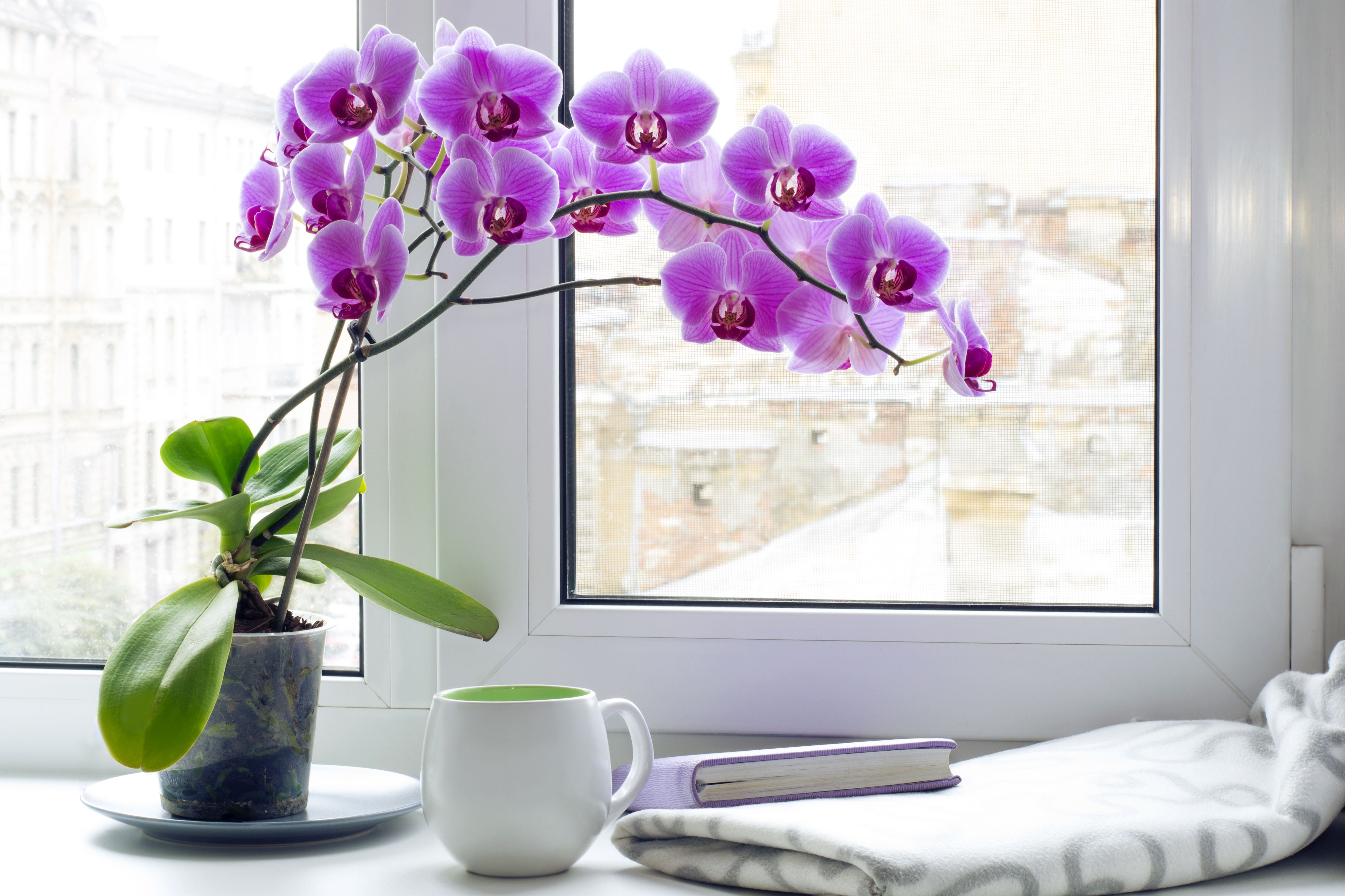 How Do You Take Care of an Orchid