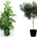Ficus Alii Care: The Best Complet Indoor Guide 29 Ficus Alii Care: The Best Complet Indoor Guide