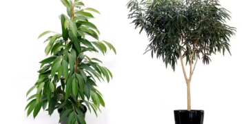 Ficus Alii Care: The Best Complet Indoor Guide