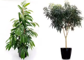Ficus Alii Care: The Best Complet Indoor Guide