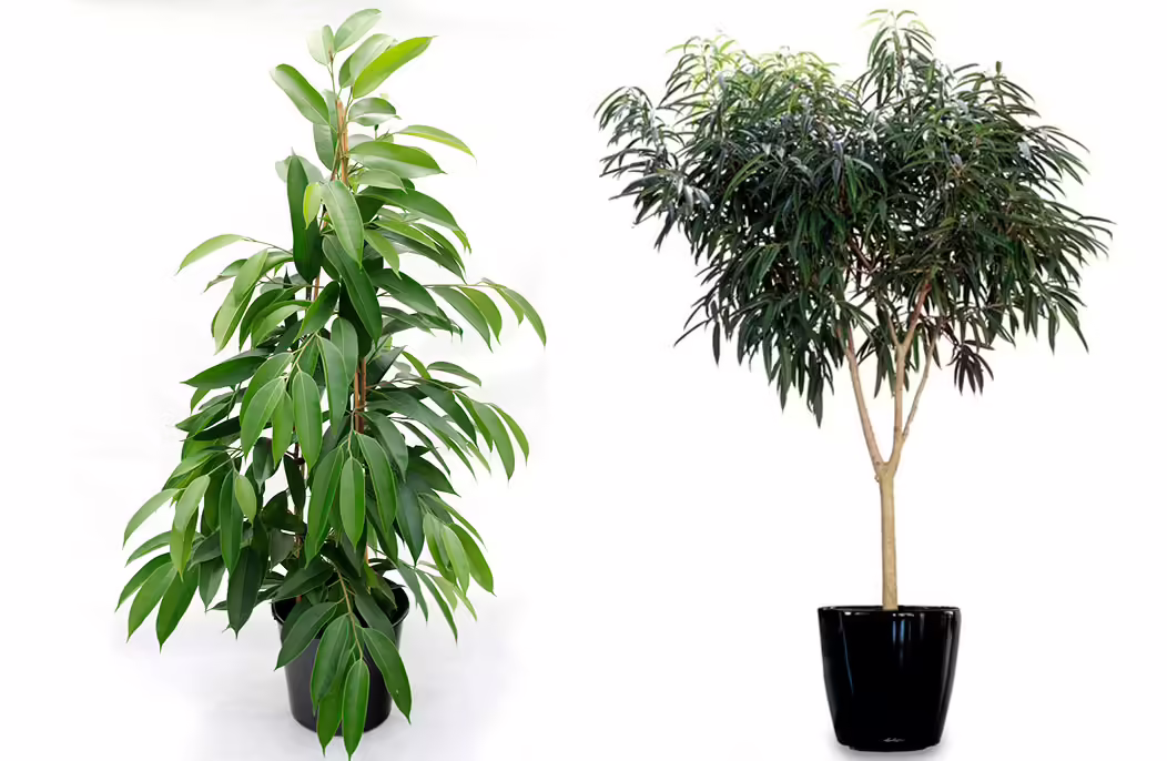 Ficus Alii Care: The Best Complet Indoor Guide