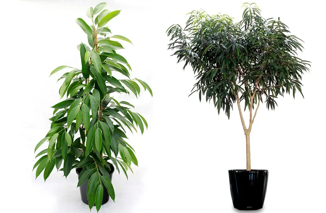 Ficus Alii Care: The Best Complet Indoor Guide