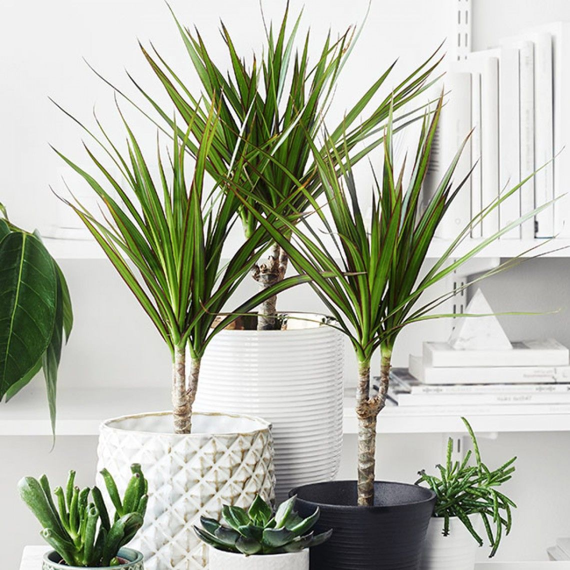 dracaena care instructions