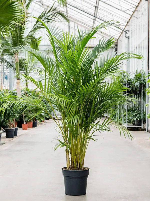 how often to water areca palm
