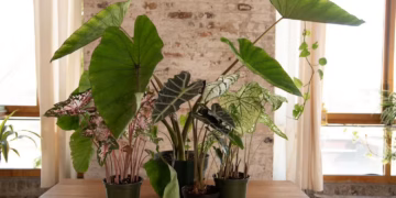 elephant ear plant care indoors