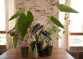elephant ear plant care indoors