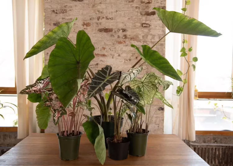 elephant ear plant care indoors