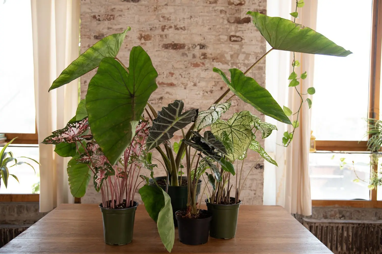 elephant ear plant care indoors