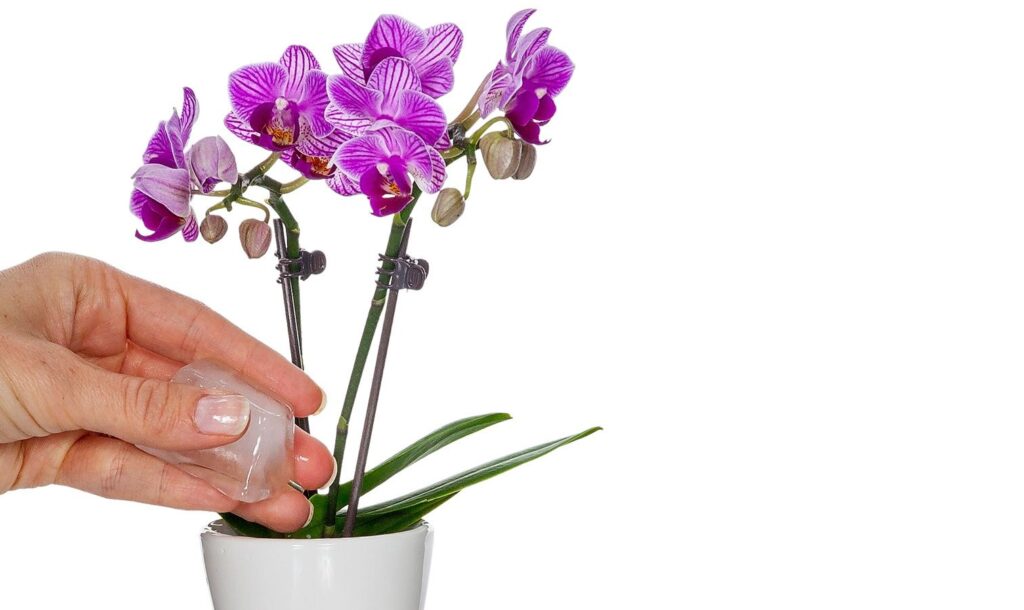 watering an orchid