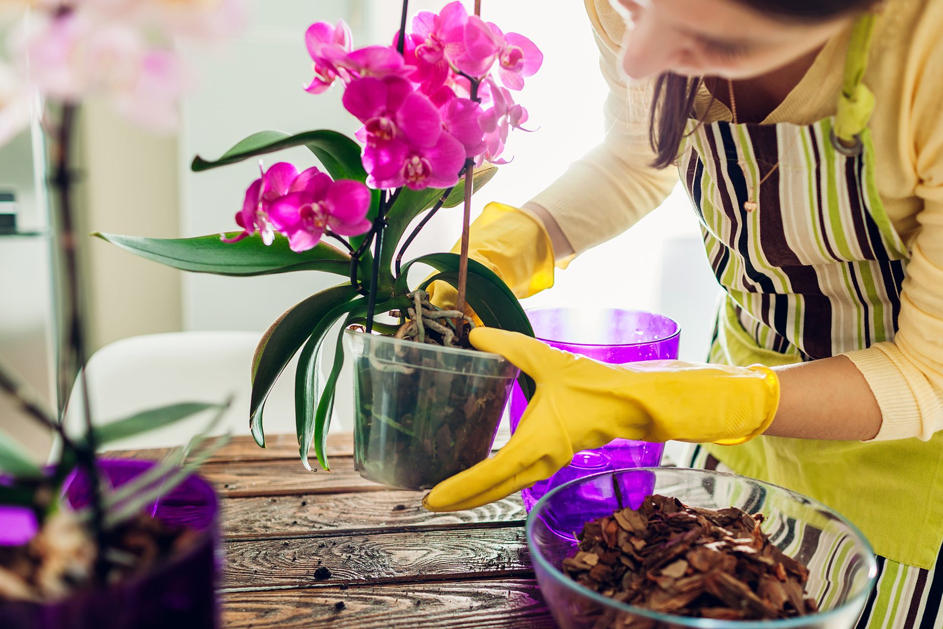 beginner orchid care
