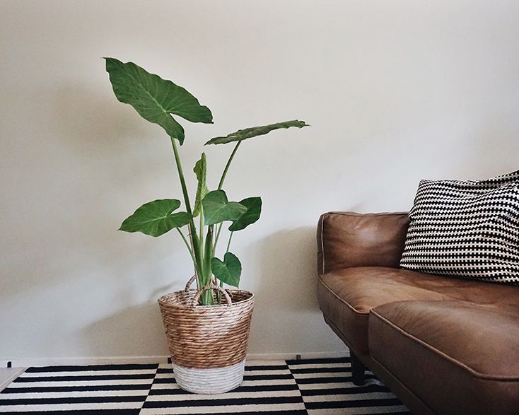 elephant ear indoor plant care
