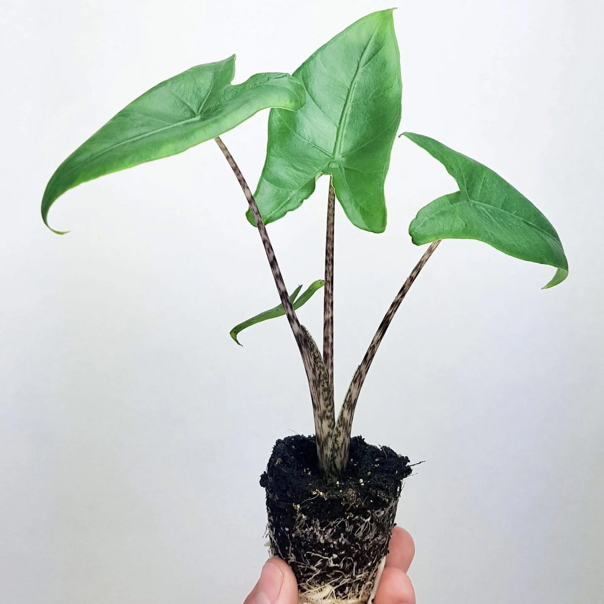 plante zebrina
