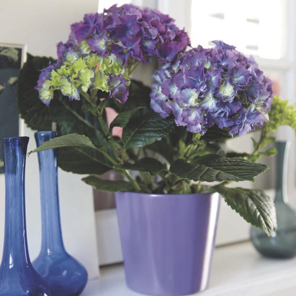 how do you care for a hydrangea plant
