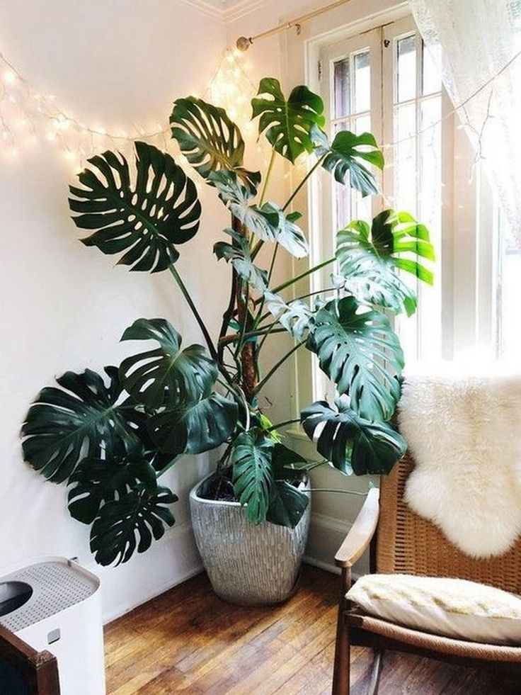 how to care for monstera deliciosa