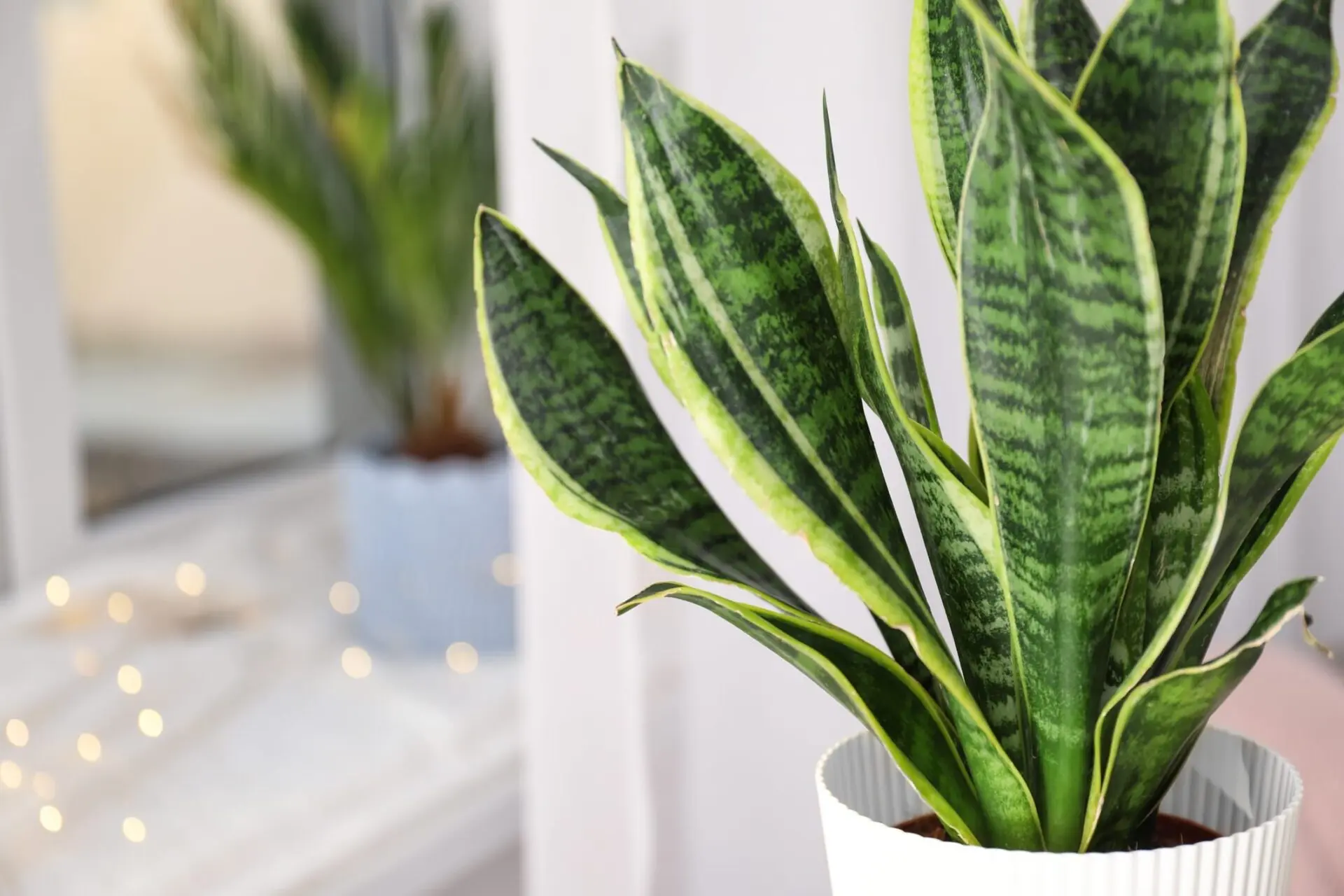 Snake Plant Turning Yellow: All The Causes And How To Fix It 11 snake plant dead leaves