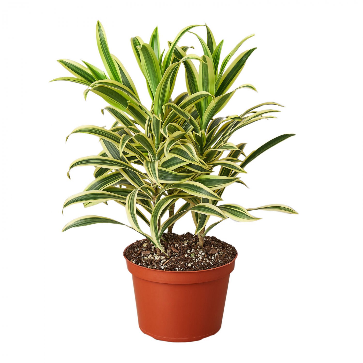 Dracaena Reflexa
