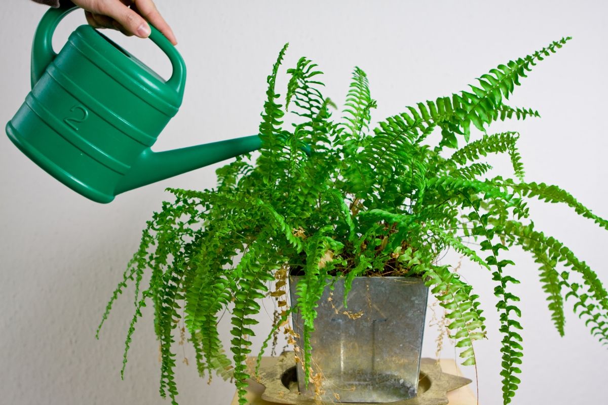 red fern nursery
